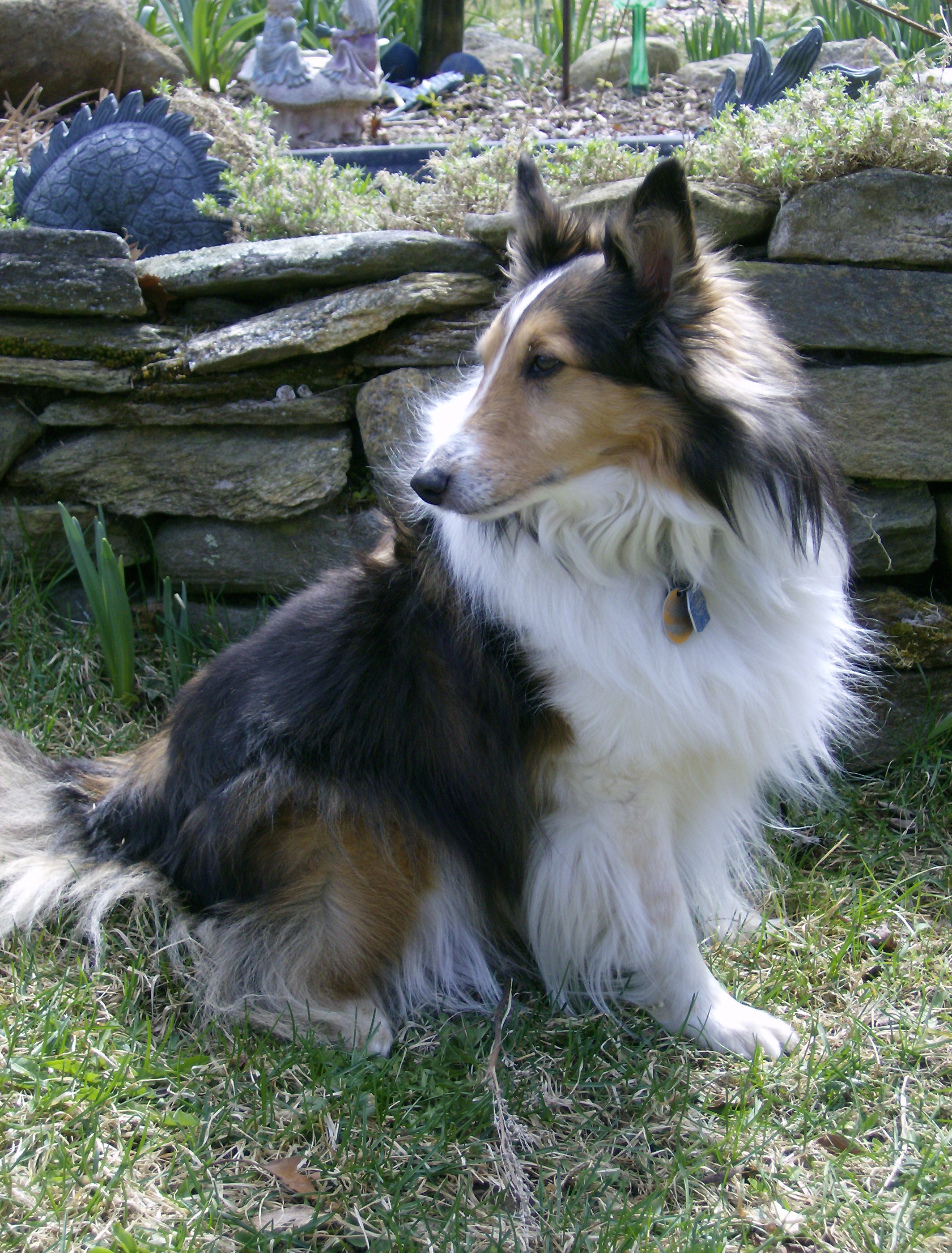 Sheltie