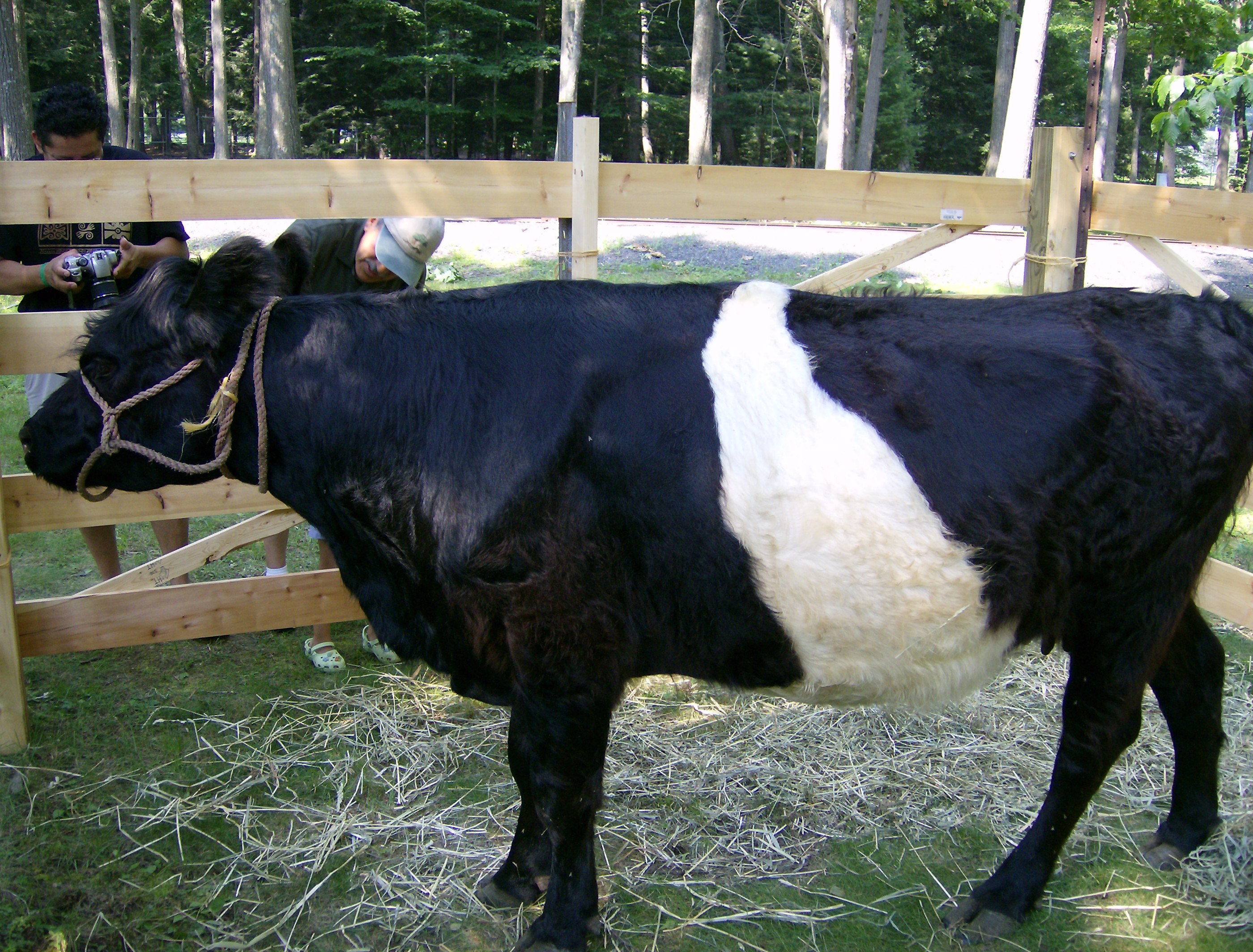 Belted Galloway