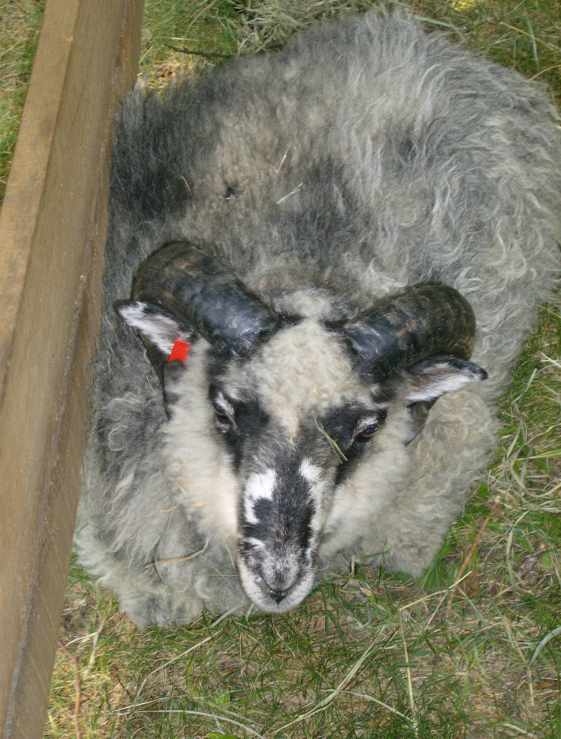 Jacob Sheep