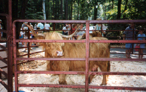 Highland cattle